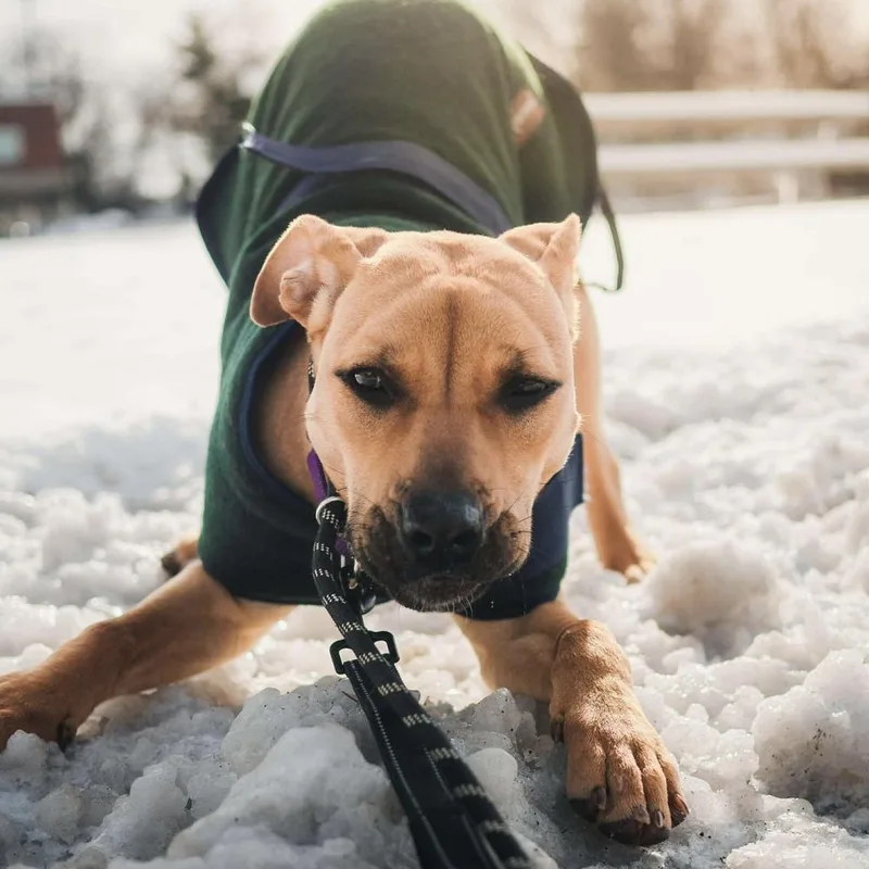 A young medium-sized female Mixed Breed dog named Asuka for adoption in Long Island City, NY