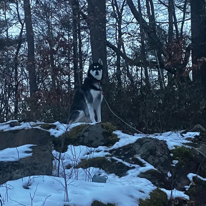 An adult large-sized male Gray / Blue / Silver Husky dog named Rocky for adoption in Chicopee, MA