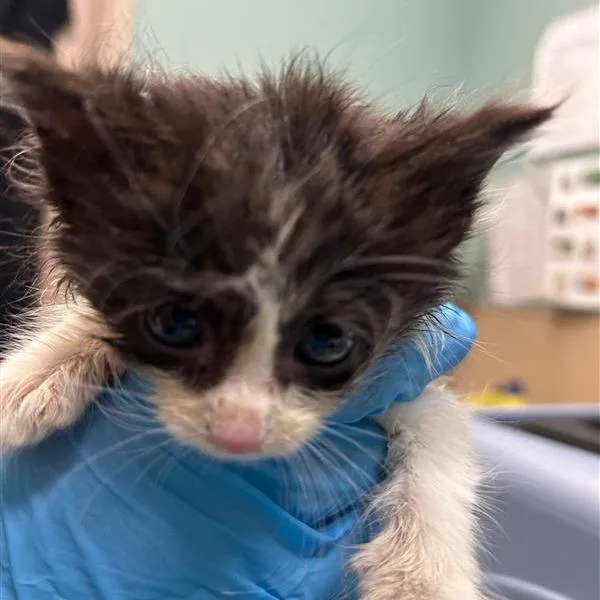 A baby small-sized female Black Domestic Medium Hair cat named Daisy for adoption in Tacoma, WA