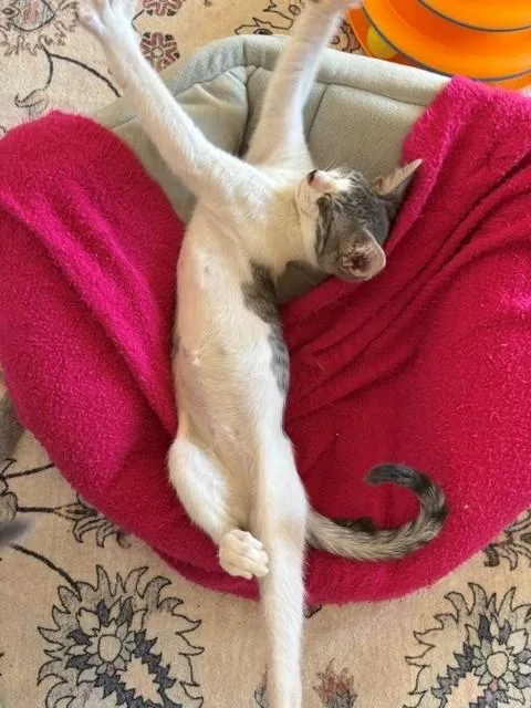 Roxy