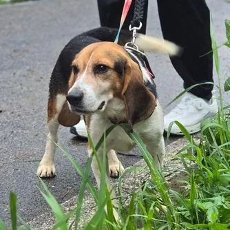 An adult medium-sized male Black Beagle dog named Dakota for adoption in Nowata, OK