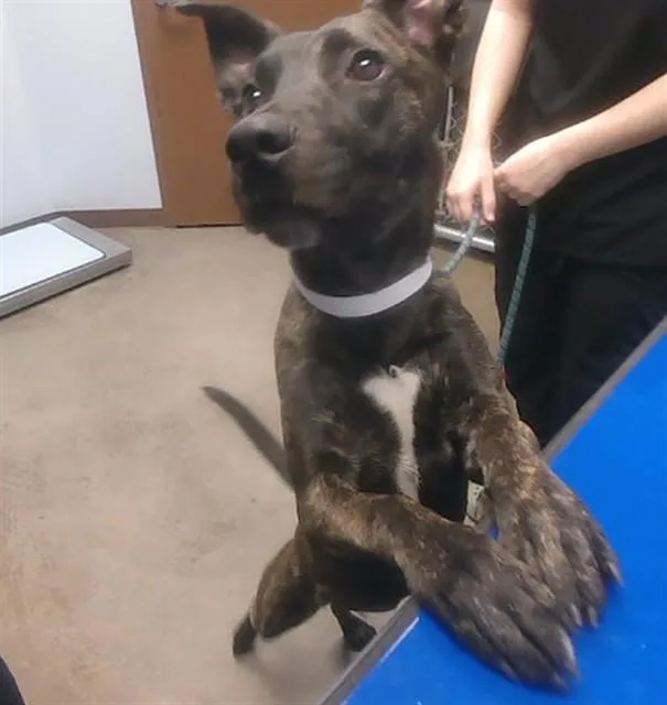 A young large-sized female Pit Bull Terrier dog named Rain for adoption in Phoenix, AZ