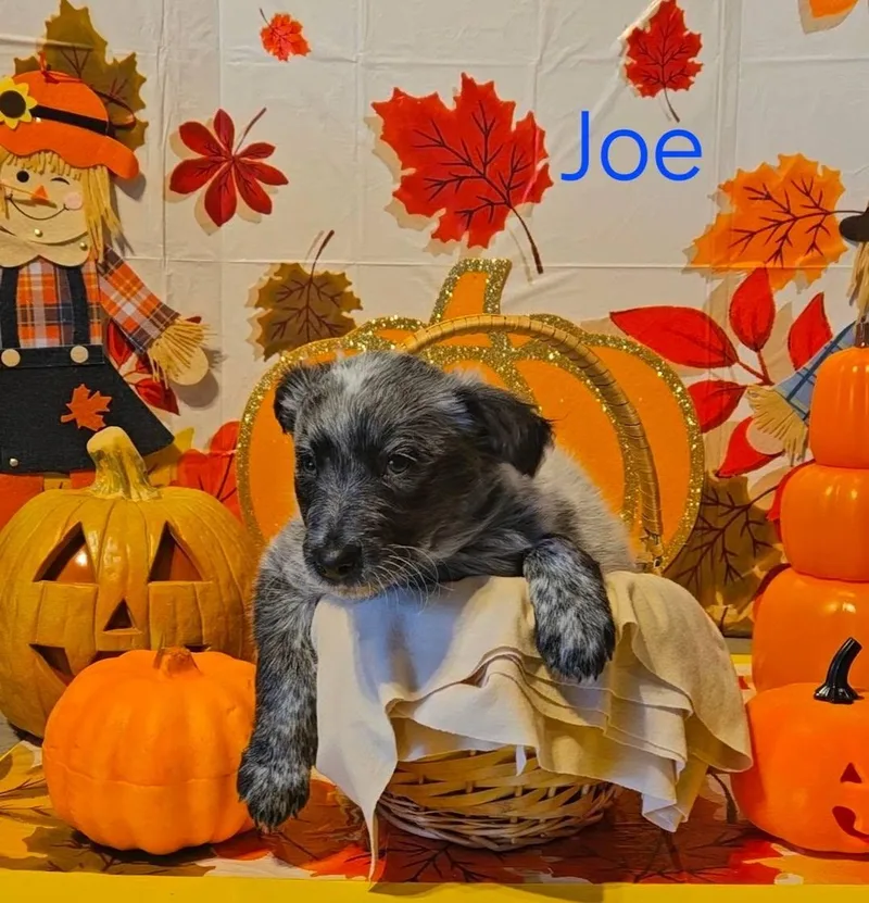 A baby medium-sized female Australian Cattle Dog / Blue Heeler named Joe for adoption in Prineville, OR