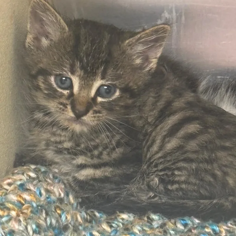 A baby small-sized male Brown / Chocolate Domestic Short Hair cat named Kelp for adoption in Newark, NJ