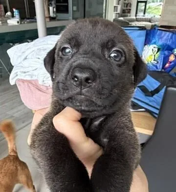 A baby medium-sized male Tricolor (Brown, Black, & White) Labrador Retriever dog named Babe Duffy for adoption in Washington, DC