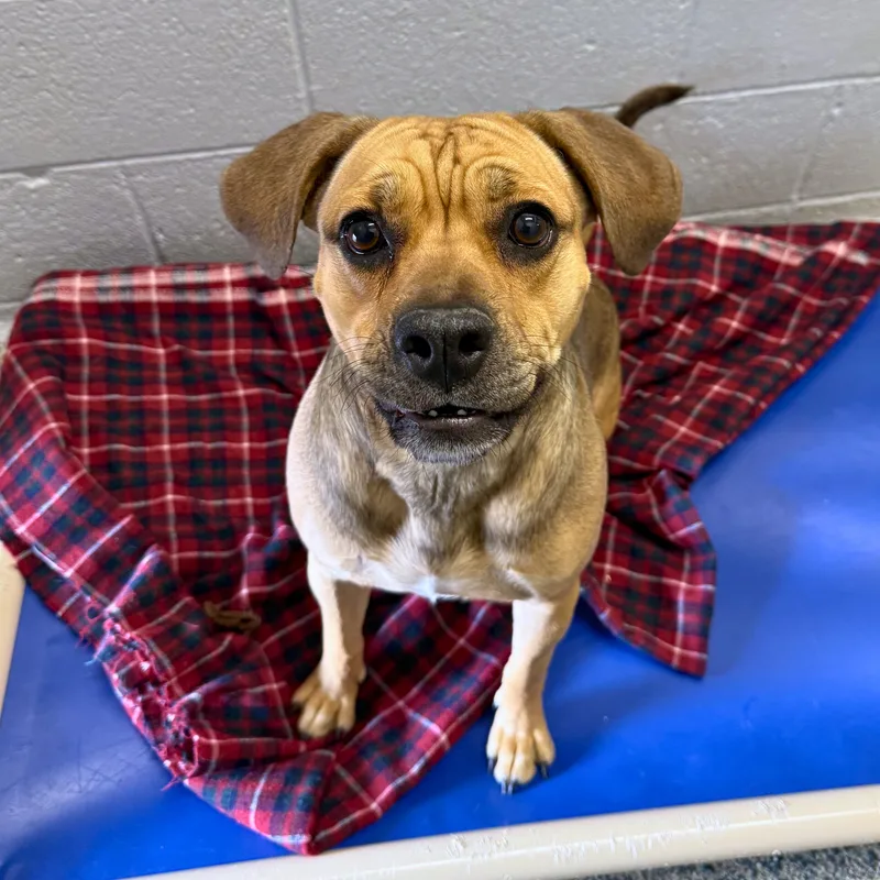 An adult medium-sized female Brown / Chocolate Puggle dog named Maggie Delta for adoption in Ridgway, CO