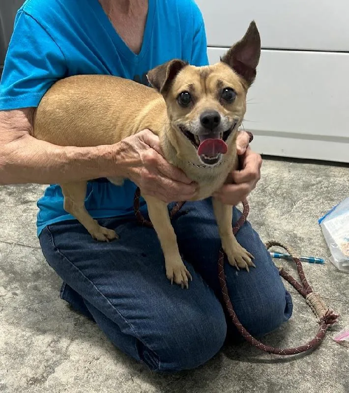 An adult small-sized male Chihuahua dog named Andy for adoption in Aurora, IL