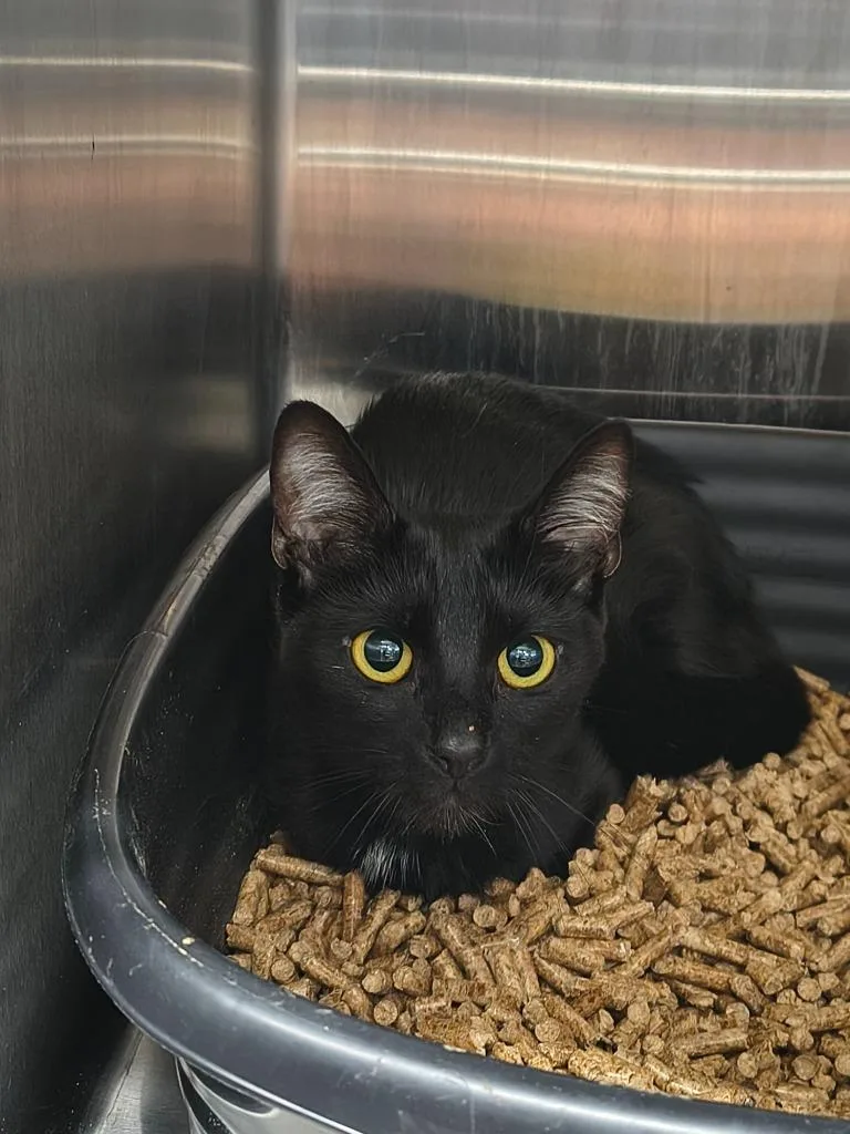 A baby medium-sized female Domestic Short Hair cat named Svana for adoption in Maryville, TN