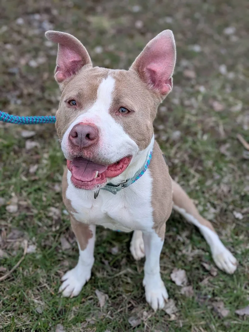 An adult medium-sized female White / Cream Terrier dog named Amelia for adoption in Syracuse, NY