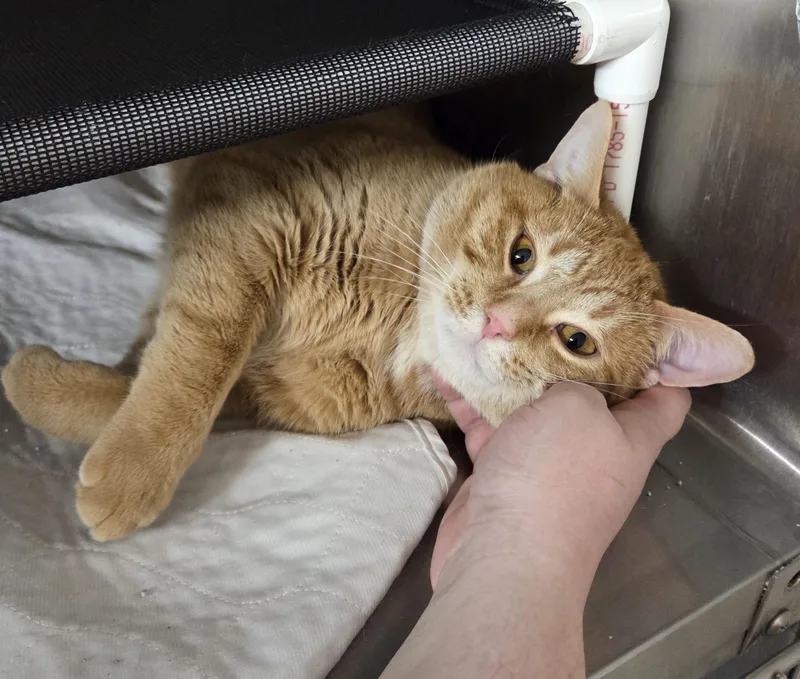 An adult large-sized male Tabby (Orange / Red) Domestic Short Hair cat named Carter for adoption in Carsonville, MI