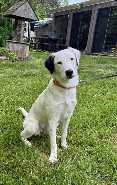 A young medium-sized female Labrador Retriever dog named Izzy for adoption in North Prairie, WI