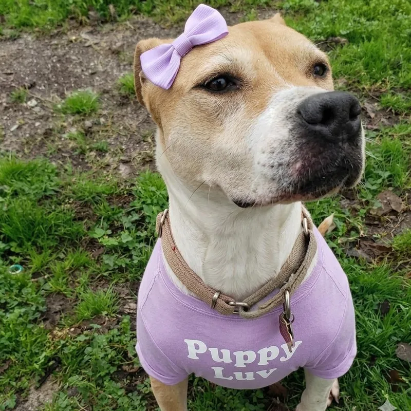 An adult medium-sized female Apricot / Beige American Staffordshire Terrier dog named Jewels for adoption in Houston, TX