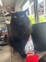 An adult medium-sized male Black Domestic Medium Hair cat named Euro for adoption in Manitowoc, WI