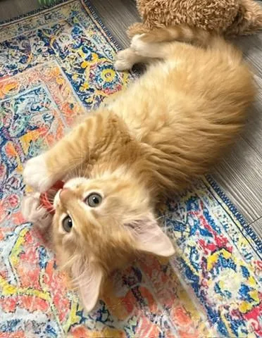 Phineas