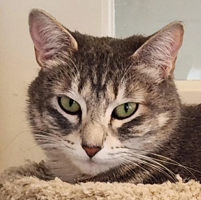 Stella