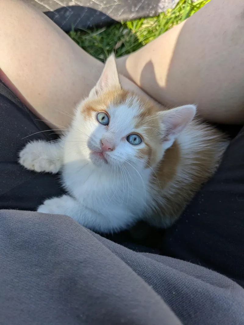 A baby medium-sized male Orange & White Domestic Short Hair cat named Splenda for adoption in Haddon Heights, NJ