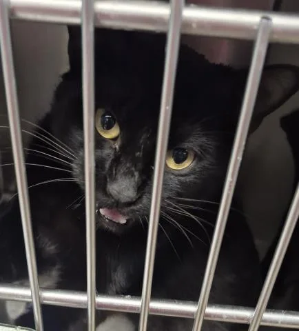A young large-sized male Domestic Short Hair cat named Xander for adoption in Decatur, IL