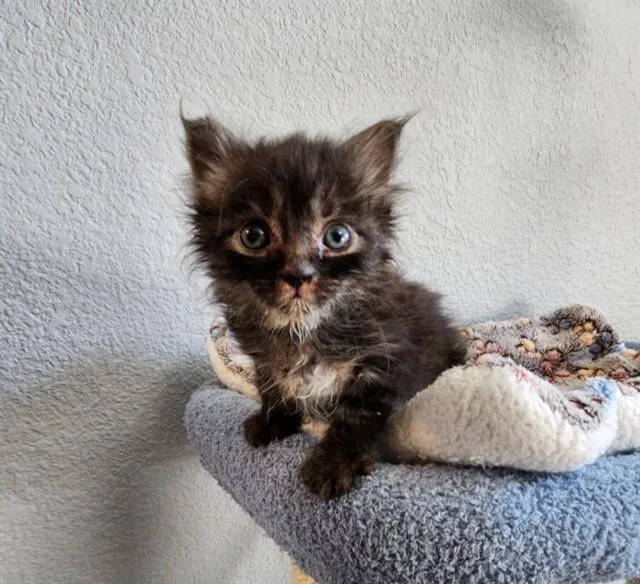 A baby small-sized male Domestic Long Hair cat named Phineas for adoption in Colorado Springs, CO