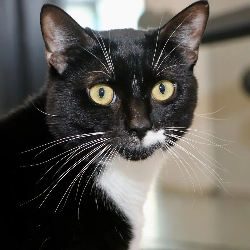 Cedric thumbnail 2