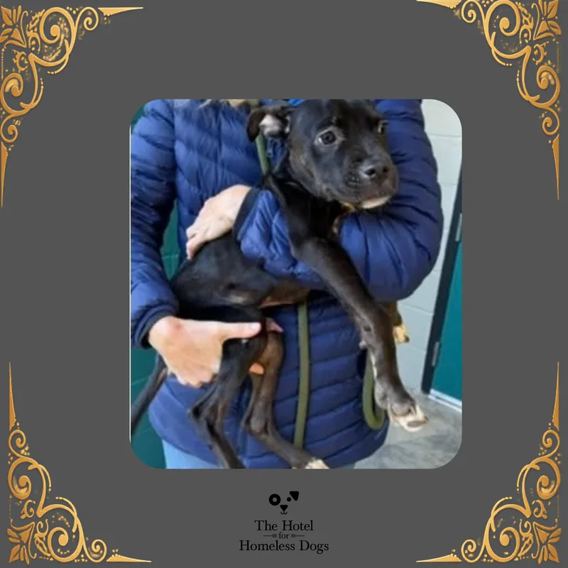 A young medium-sized male Black American Staffordshire Terrier dog named Rex for adoption in Cumberland, RI