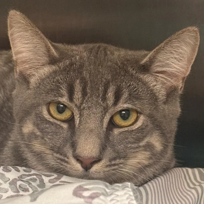 A baby medium-sized male Gray / Blue / Silver Domestic Short Hair cat named Henry for adoption in East Hanover, NJ