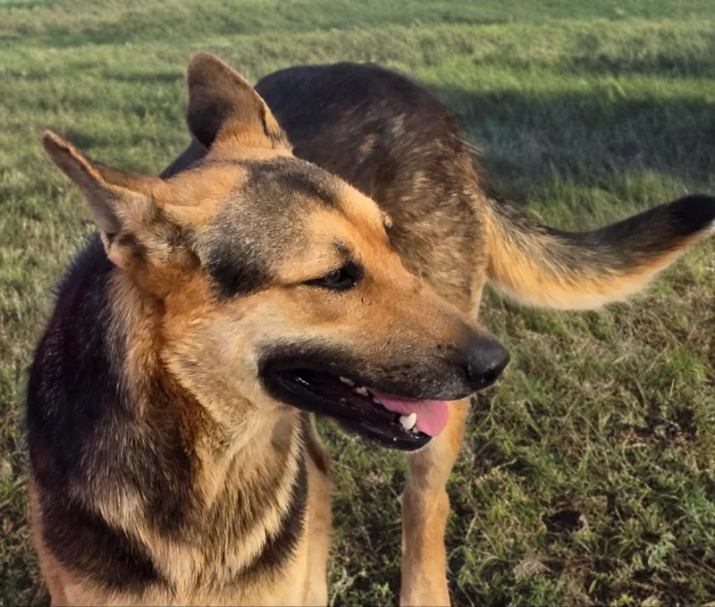 A young medium-sized female Red / Chestnut / Orange German Shepherd Dog dog named Chelo for adoption in Longview, TX