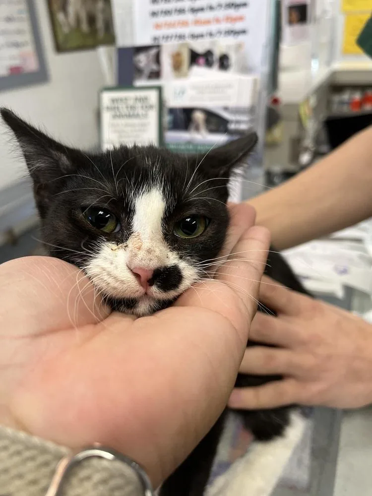 A young medium-sized female Domestic Medium Hair cat named Riley for adoption in Ontario, CA
