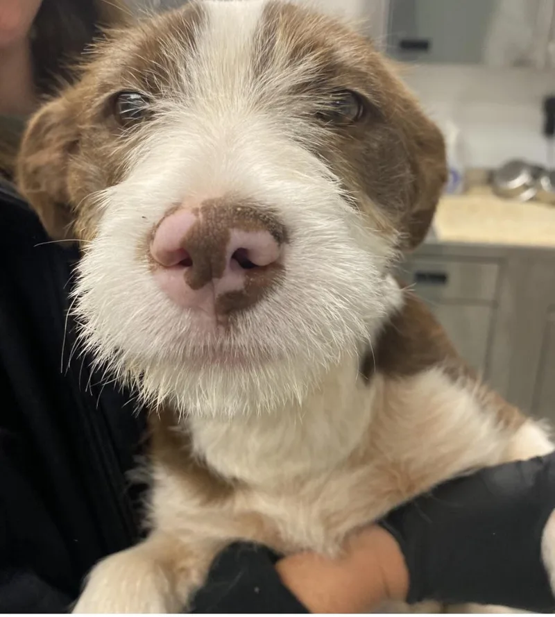 A baby medium-sized male Poodle dog named Pugsley for adoption in Copiague, NY