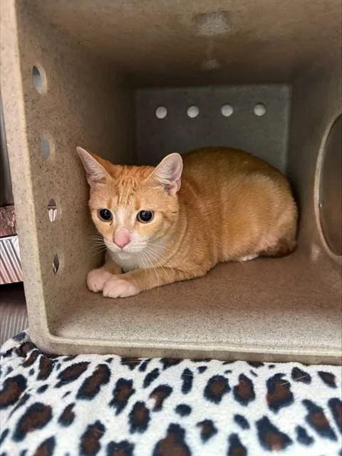 A young small-sized female Domestic Short Hair cat named Garcia for adoption in Louisville, KY