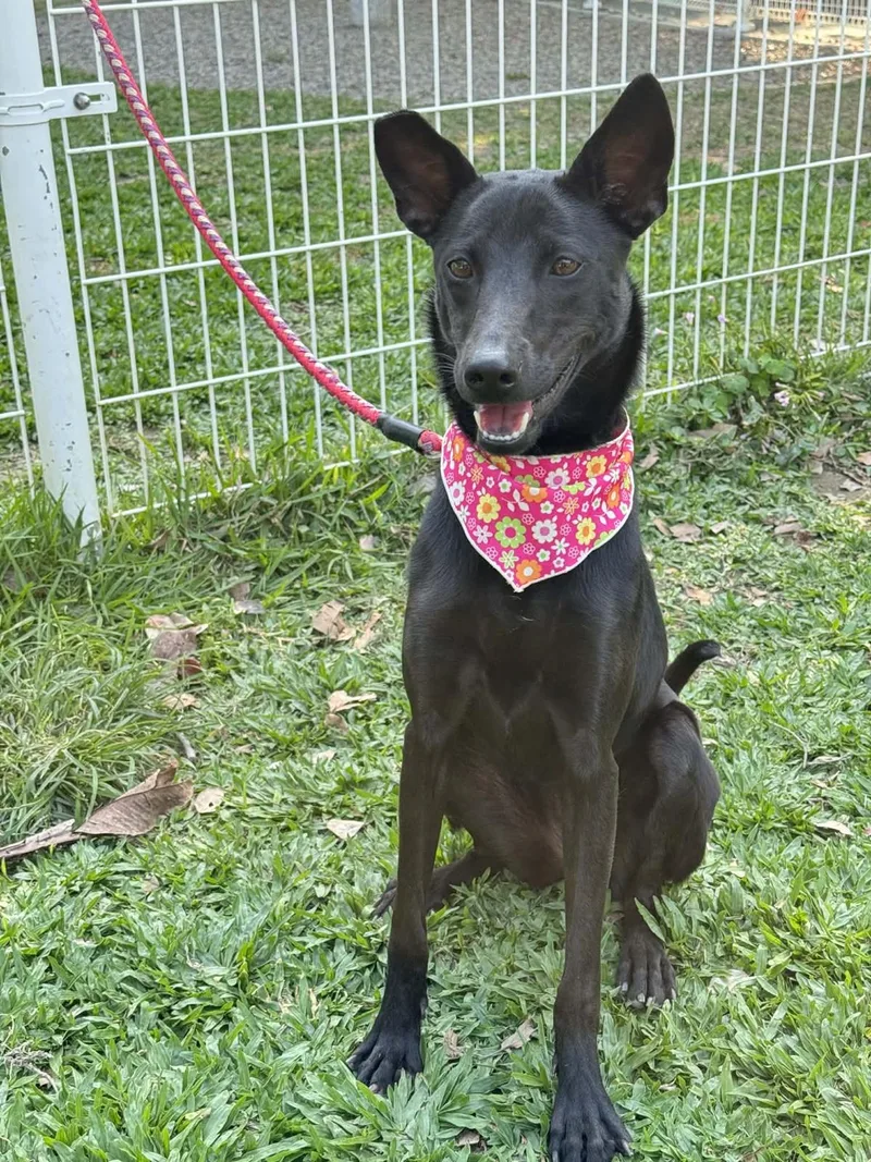 A young medium-sized female Black Labrador Retriever dog named Karina for adoption in San Mateo, CA