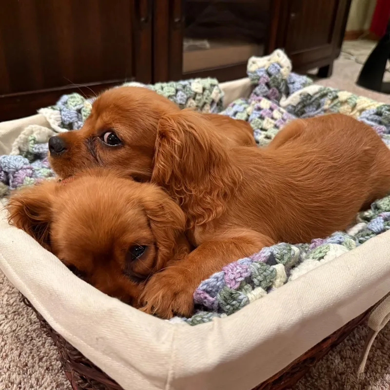A baby small-sized male Cavalier King Charles Spaniel dog named Rusty for adoption in Danville, VT