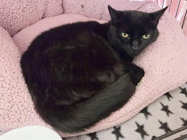 A young medium-sized female Domestic Short Hair cat named Mochi for adoption in Sacramento, CA