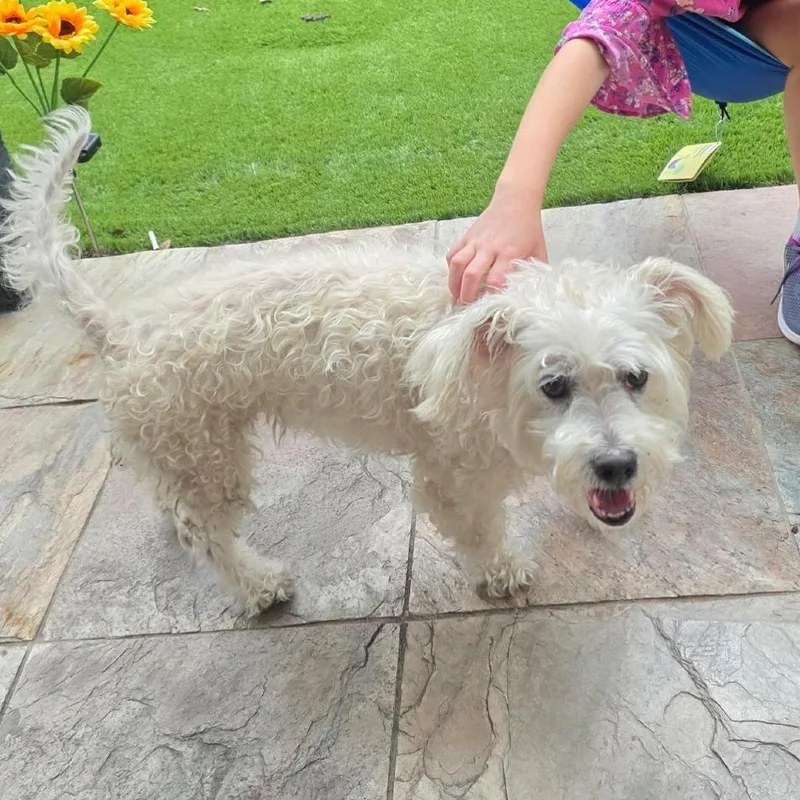 A young small-sized female White / Cream Terrier dog named Buttercup for adoption in Houston, TX