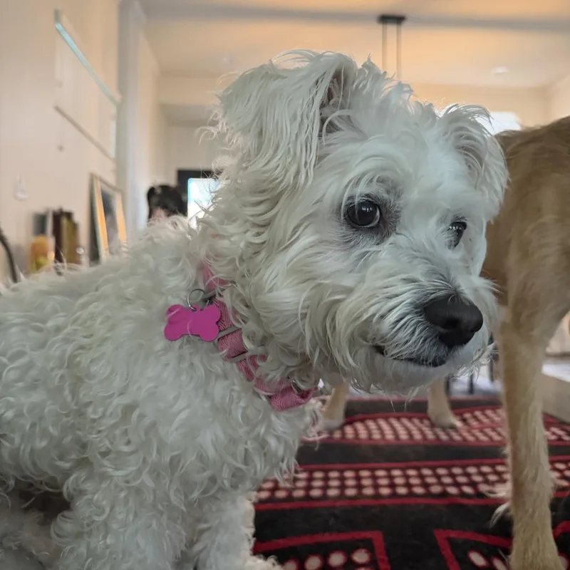 Buttercup thumbnail 4