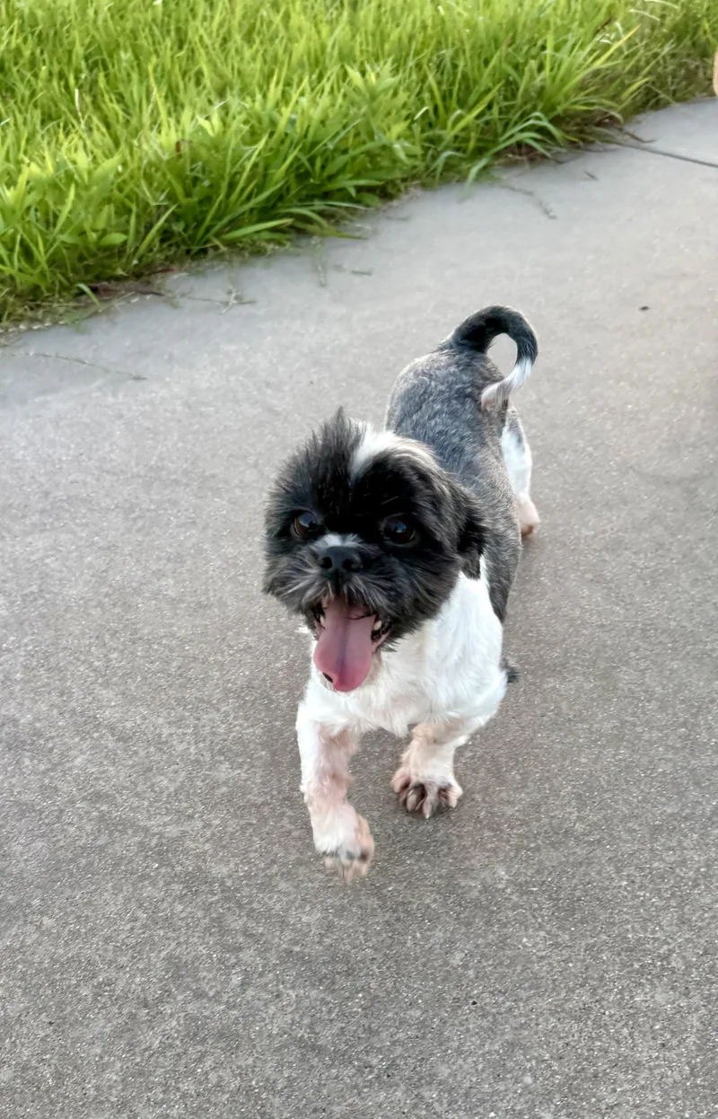 An adult small-sized male Black Shih Tzu dog named Leo for adoption in Ennis, TX
