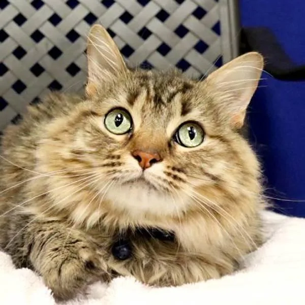 An adult medium-sized female Domestic Long Hair cat named Peety for adoption in Midland, TX
