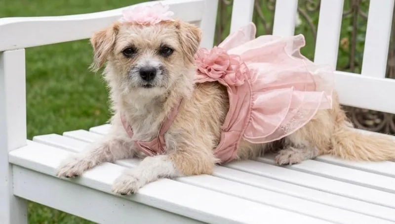 A young small-sized female Apricot / Beige Terrier dog named Celina for adoption in Edinburg, TX
