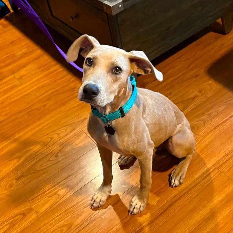 A young medium-sized female Apricot / Beige Mixed Breed dog named Dawn for adoption in LEMONT, IL