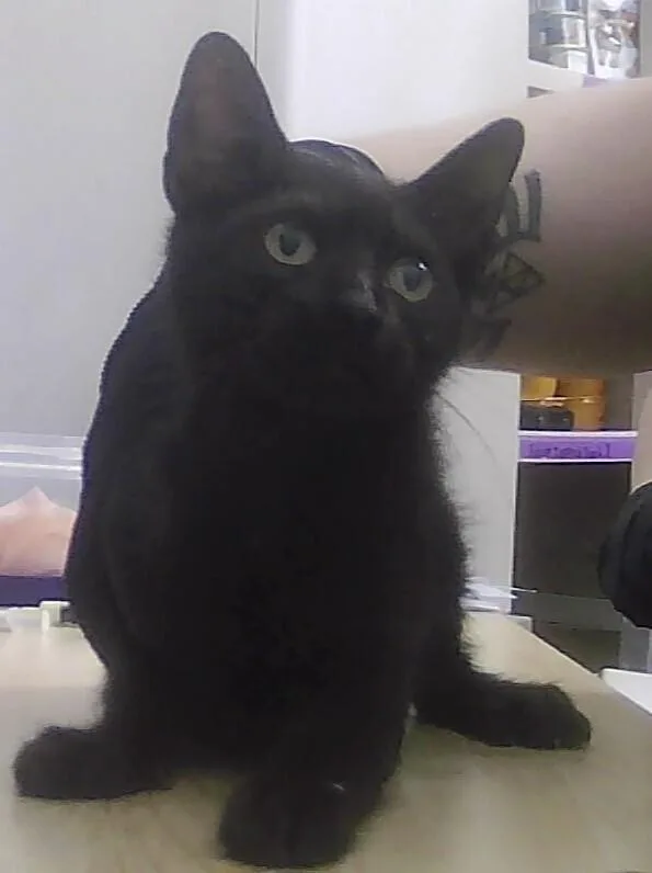 A baby small-sized female Black Domestic Short Hair cat named Blackbird for adoption in Anoka, MN