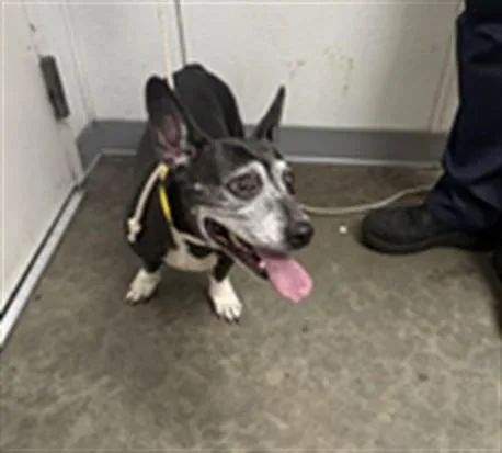 An adult medium-sized female Pit Bull Terrier dog named Shadow for adoption in Los Angeles, CA