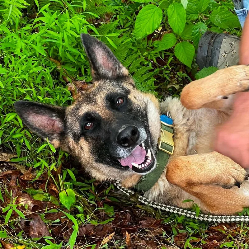 An adult medium-sized female Black German Shepherd Dog dog named Stella for adoption in New Ringgold, PA