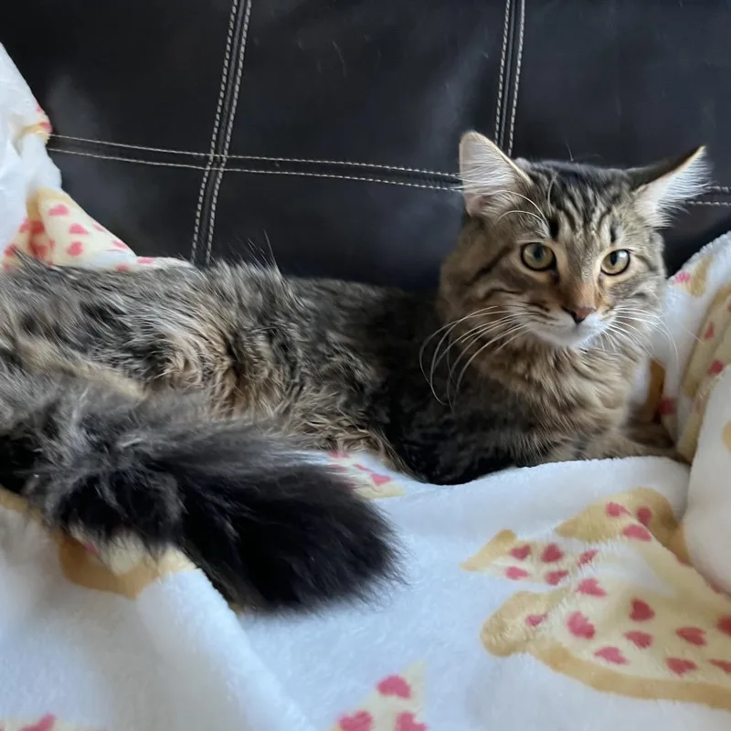 A young small-sized male Brown / Chocolate Domestic Long Hair cat named Brisket for adoption in Reisterstown, MD