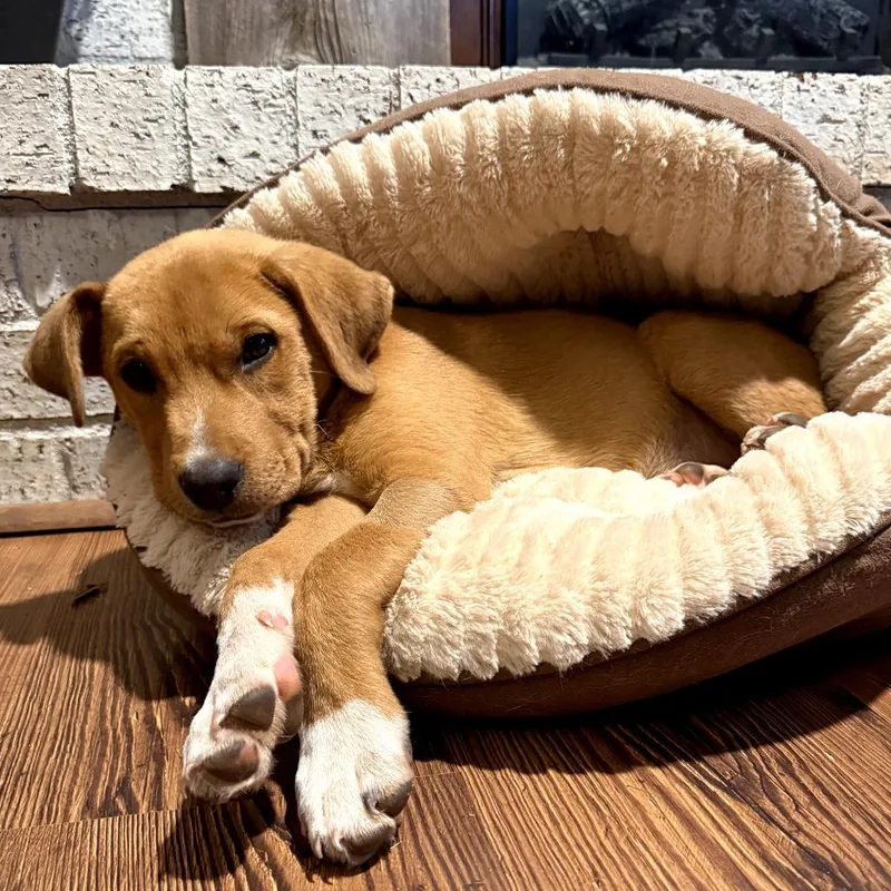 Joey Aka Louie thumbnail 2