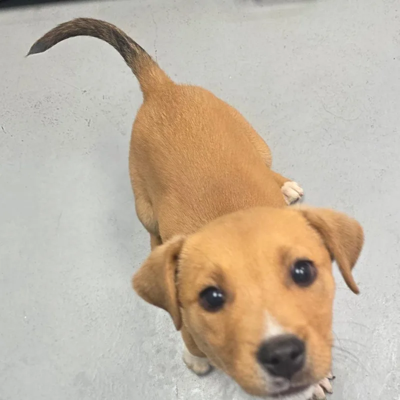 Joey Aka Louie thumbnail 3