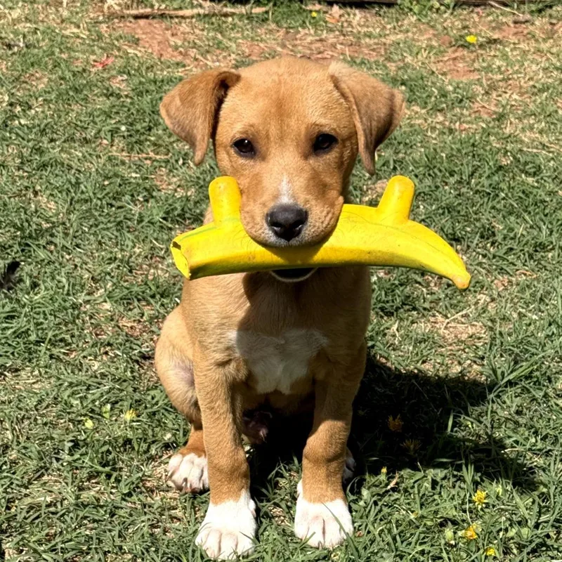 Joey Aka Louie thumbnail 4