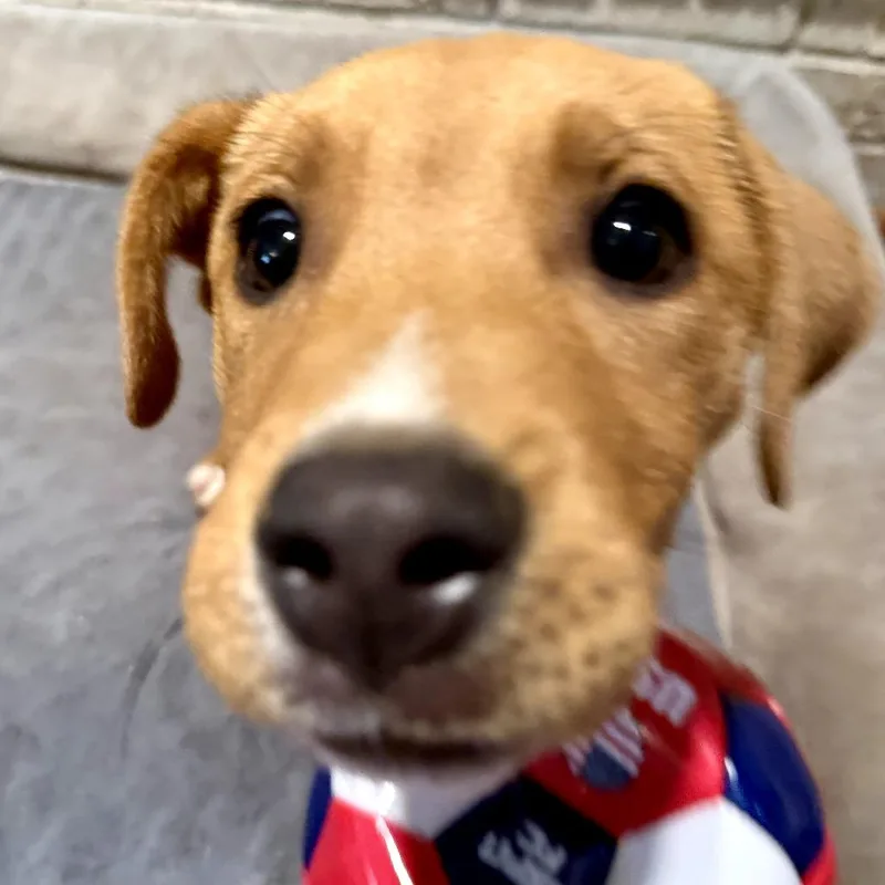 Joey Aka Louie thumbnail 5