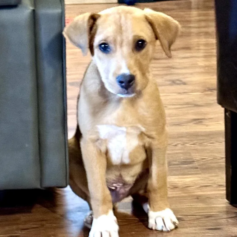 Joey Aka Louie thumbnail 6