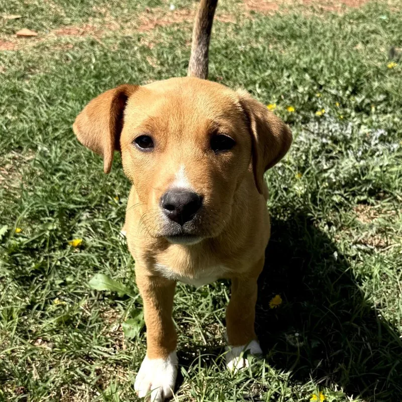A baby small-sized male Yellow / Tan / Blond / Fawn Mixed Breed dog named Joey Aka Louie for adoption in Duncan, OK