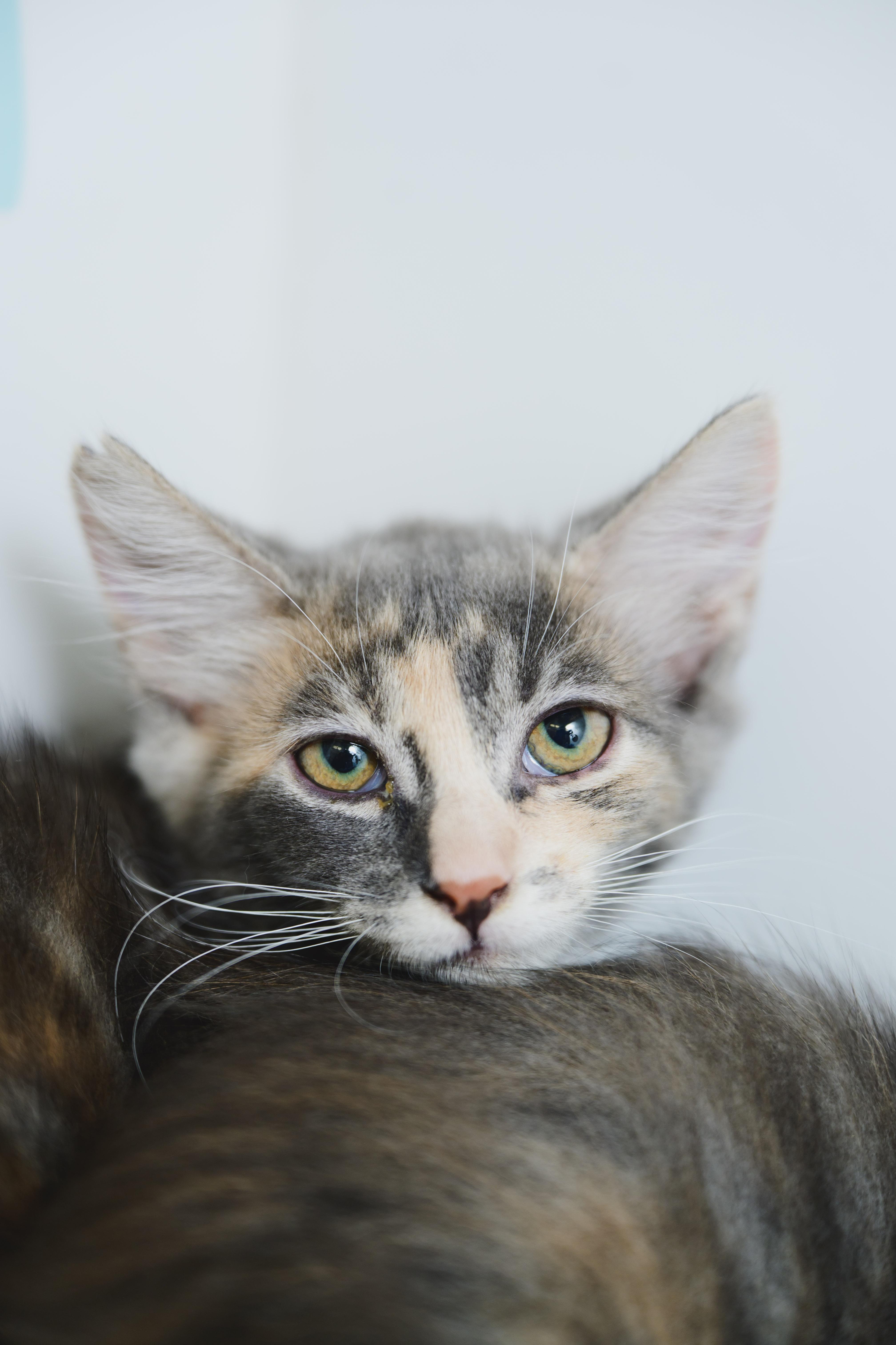 A baby small-sized female Domestic Short Hair cat named Honey for adoption in Honolulu, HI