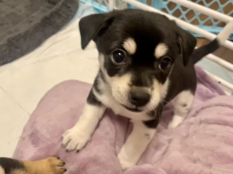 Chive In Texarkana Tx thumbnail 2